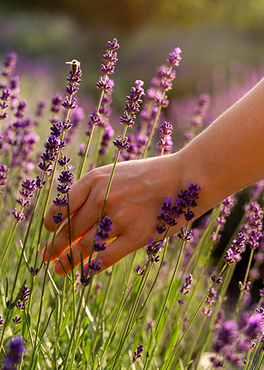 Lavanda imagen 1 web